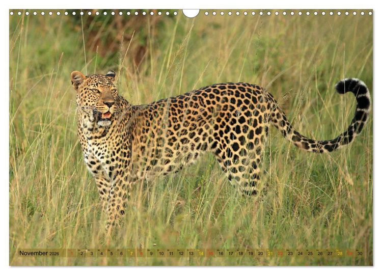Produktbild: Wildtierparadies Afrika - Eine Foto-Reise durch die Savannen (Wandkalender 2026 DIN A3 quer), CALVENDO Monatskalender