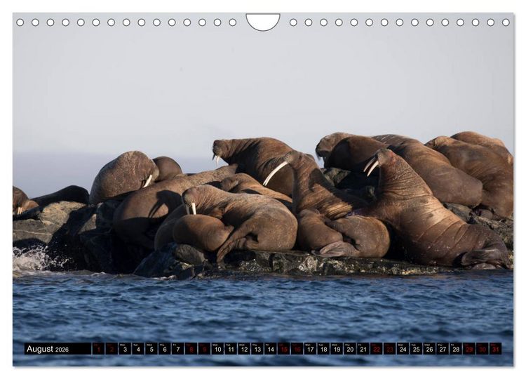 Produktbild: Impressions of Svalbard (Wall Calendar 2026 DIN A4 landscape), CALVENDO 12 Month Wall Calendar