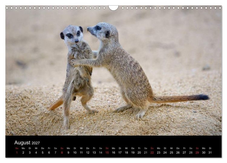 Produktbild: Lustige Erdm&auml;nnchen (Wandkalender 2027 DIN A3 quer), CALVENDO Monatskalender