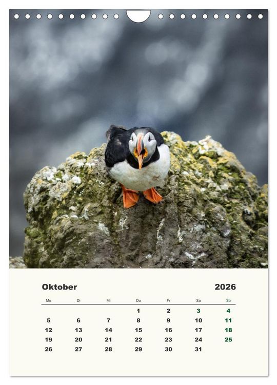 Produktbild: Papageientaucher in Island (Wandkalender 2026 DIN A4 hoch), CALVENDO Monatskalender