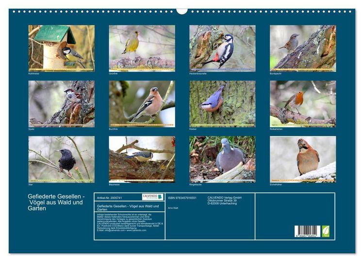 Produktbild: Gefiederte Gesellen - V&ouml;gel aus Wald und Garten (Wandkalender 2026 DIN A2 quer), CALVENDO Monatskalender