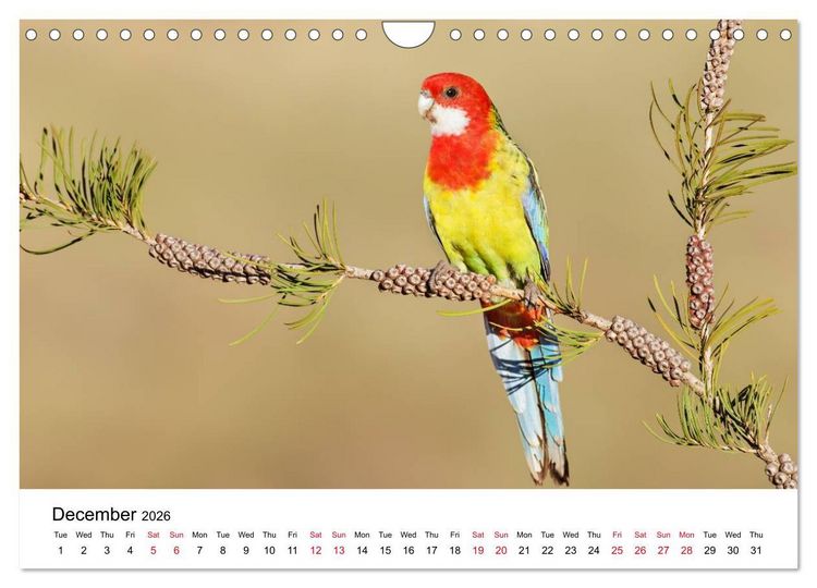 Produktbild: Australian Parrots (Wall Calendar 2026 DIN A4 landscape), CALVENDO 12 Month Wall Calendar