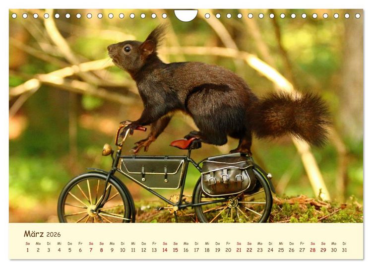 Produktbild: Eichh&ouml;rnchen - zauberhaft verspielt (Wandkalender 2026 DIN A4 quer), CALVENDO Monatskalender