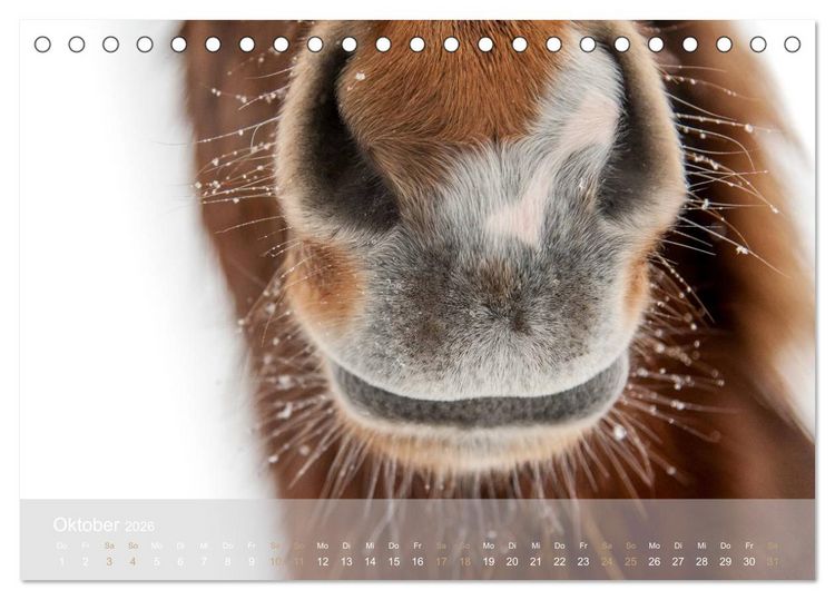 Produktbild: Islandpferde - Stolz und Stark durch Sommer und Winter (Tischkalender 2026 DIN A5 quer), CALVENDO Monatskalender