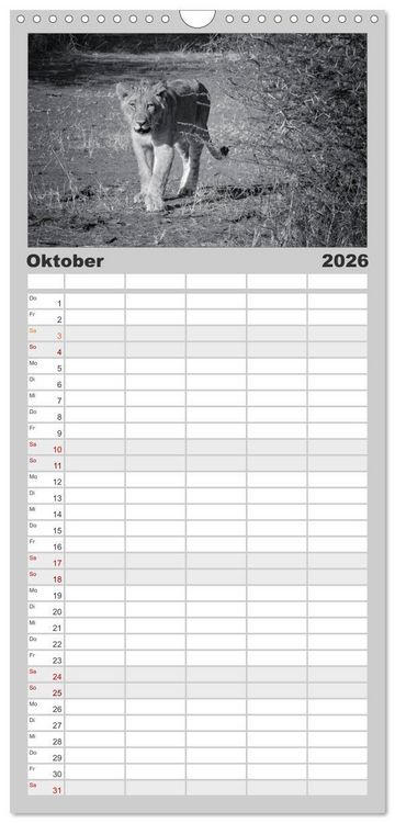 Produktbild: Familienplaner 2026 - L&ouml;wen schwarz wei&szlig; mit 5 Spalten (Wandkalender, 21 x 45 cm) CALVENDO