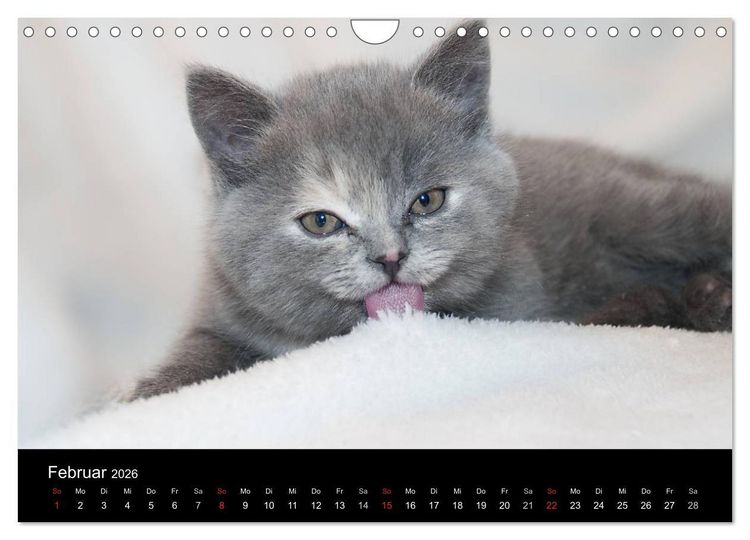 Produktbild: Haustiger - Ein Katzenkalender (Wandkalender 2026 DIN A4 quer), CALVENDO Monatskalender
