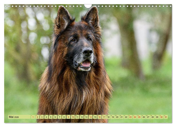 Produktbild: Altdeutsche Sch&auml;ferhunde - Traumhafte Sch&auml;ferhunde Langstockhaar (Wandkalender 2026 DIN A3 quer), CALVENDO Monatskalender