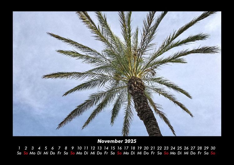 Produktbild: Palmentraum 2025 Fotokalender DIN A3