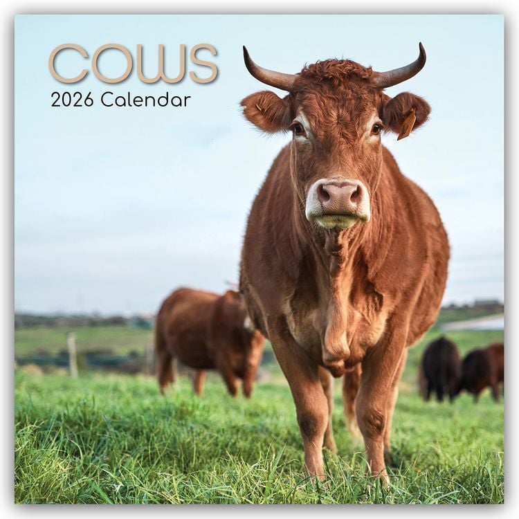 Produktbild: Cows – Kühe 2026 – 16-Monatskalender
