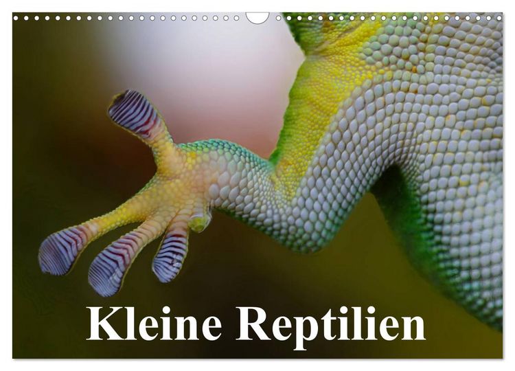Produktbild: Kleine Reptilien (Wandkalender 2026 DIN A3 quer), CALVENDO Monatskalender