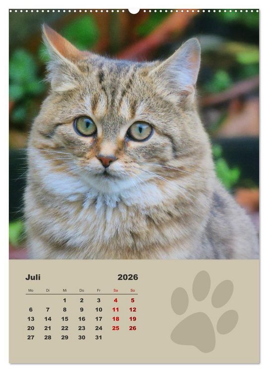 Produktbild: Wilde T&auml;tzchen, kleine wilde Katzen entdecken die Welt (Wandkalender 2026 DIN A2 hoch), CALVENDO Monatskalender