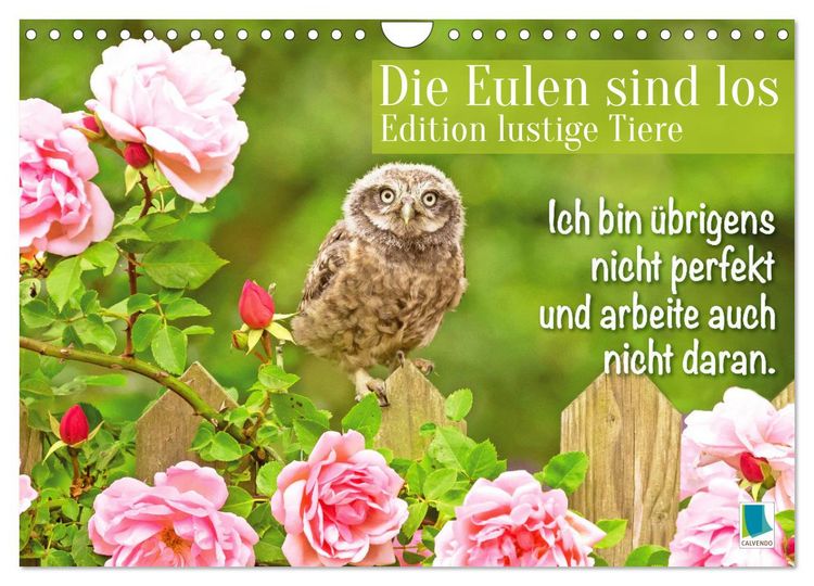 Produktbild: Die Eulen sind los: Edition lustige Tiere (Wandkalender 2026 DIN A4 quer), CALVENDO Monatskalender