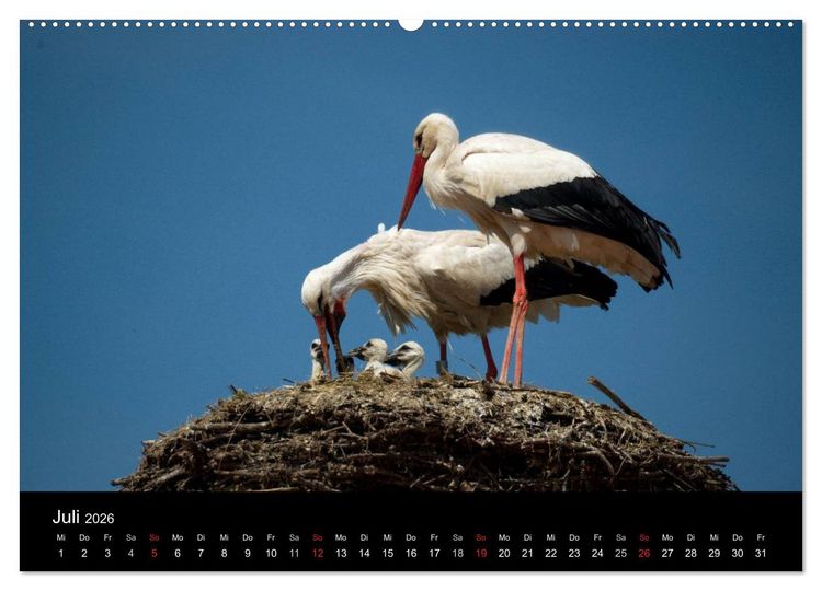 Produktbild: Ein Jahr bei den St&ouml;rchen (Wandkalender 2026 DIN A2 quer), CALVENDO Monatskalender