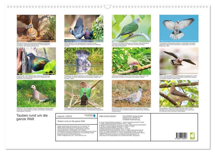 Produktbild: Tauben rund um die ganze Welt (Wandkalender 2026 DIN A2 quer), CALVENDO Monatskalender