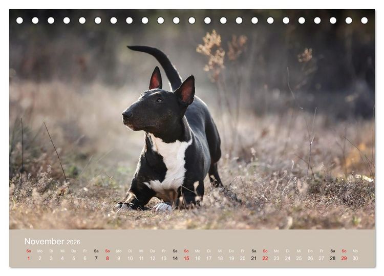 Produktbild: Bullterrier - charmante Herzensbrecher (Tischkalender 2026 DIN A5 quer), CALVENDO Monatskalender