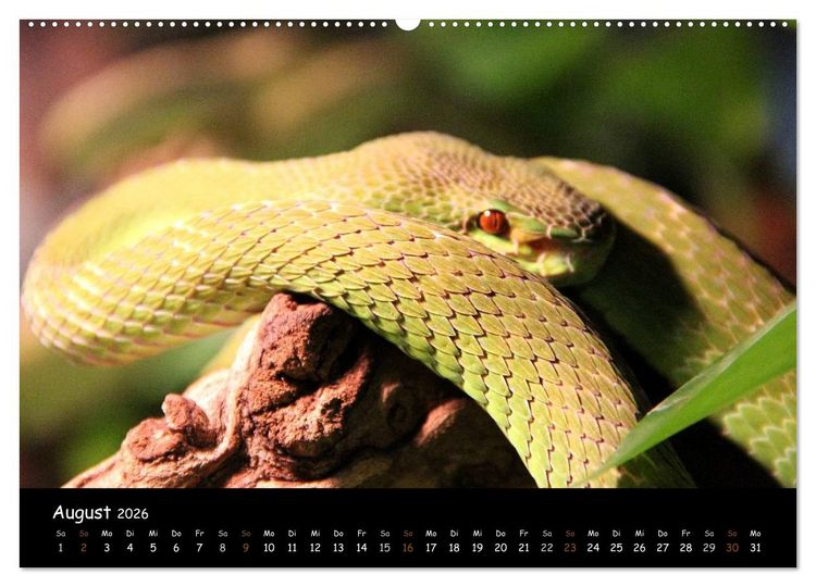 Produktbild: Reptilien 2026 (hochwertiger Premium Wandkalender 2026 DIN A2 quer), Kunstdruck in Hochglanz