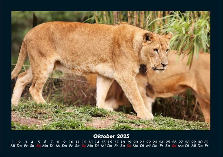 Produktbild: L&ouml;wen in der Wildnis 2025 Fotokalender DIN A4
