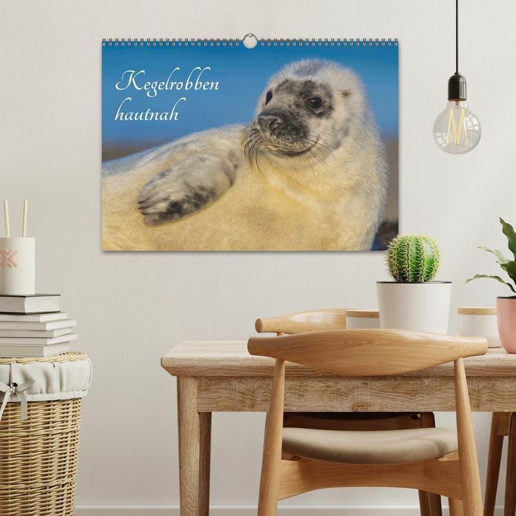 Produktbild: Kegelrobben hautnah (Wandkalender 2026 DIN A3 quer), CALVENDO Monatskalender