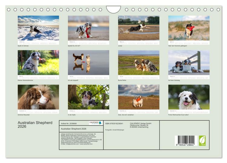Produktbild: Australian Shepherd 2026 (Wandkalender 2026 DIN A4 quer), CALVENDO Monatskalender