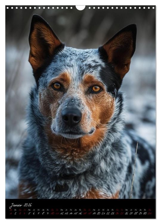 Produktbild: Australian Cattle Dogs (Wandkalender 2026 DIN A3 hoch), CALVENDO Monatskalender
