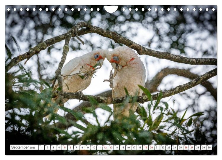 Produktbild: Wildlife Australien (Wandkalender 2026 DIN A4 quer), CALVENDO Monatskalender