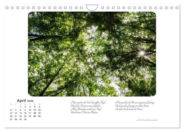 Produktbild: Max Dauthendey - Mit dem Wald durchs Jahr (Wandkalender 2026 DIN A4 quer), CALVENDO Monatskalender