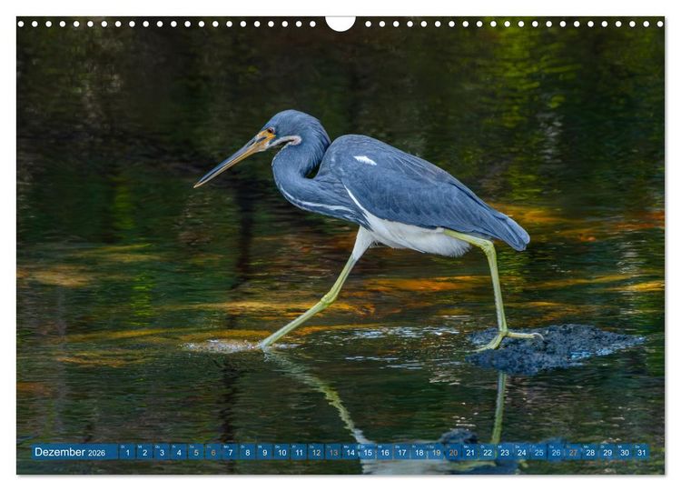 Produktbild: Blaureiher und Dreifarbenreiher (Wandkalender 2026 DIN A3 quer), CALVENDO Monatskalender