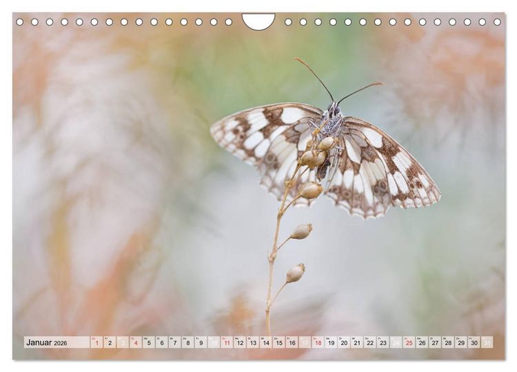 Produktbild: Magie der Schmetterlinge (Wandkalender 2026 DIN A4 quer), CALVENDO Monatskalender
