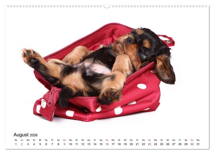 Produktbild: Funny Dogs (hochwertiger Premium Wandkalender 2026 DIN A2 quer), Kunstdruck in Hochglanz