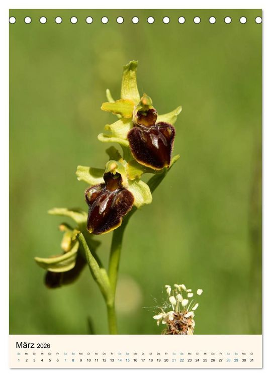 Produktbild: Einheimische Orchideen (Tischkalender 2026 DIN A5 hoch), CALVENDO Monatskalender