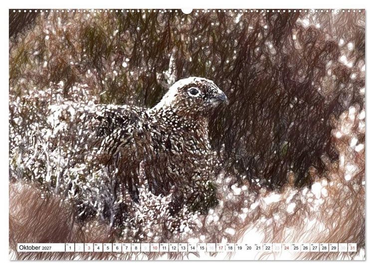 Produktbild: Schottlands Vogelwelt - Ein Portr&auml;t in Zeichnungen (Wandkalender 2027 DIN A2 quer), CALVENDO Monatskalender