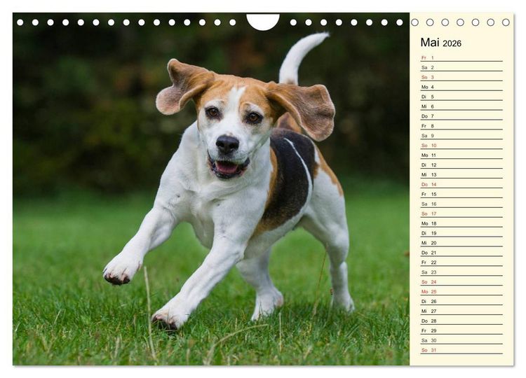 Produktbild: Beagle - Herz auf 4 Pfoten (Wandkalender 2026 DIN A4 quer), CALVENDO Monatskalender