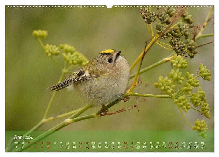 Produktbild: Wilde Vogelwelt Helgoland (hochwertiger Premium Wandkalender 2026 DIN A2 quer), Kunstdruck in Hochglanz