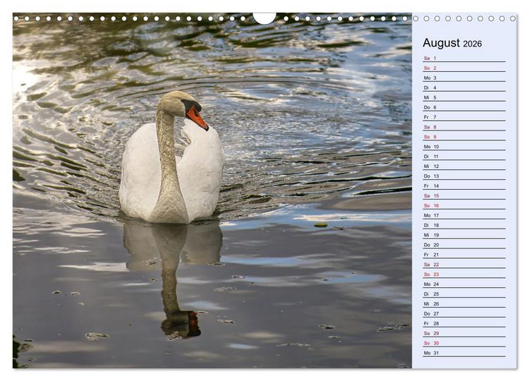 Produktbild: Schwanenzauber (Wandkalender 2026 DIN A3 quer), CALVENDO Monatskalender