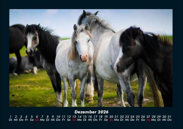 Produktbild: Pferdegefl&uuml;ster 2026 Fotokalender DIN A4