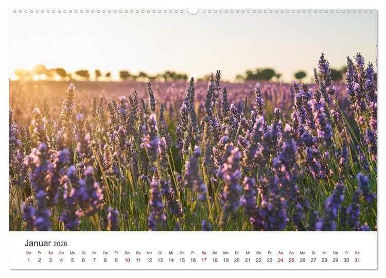 Produktbild: Lavendel - Die violette Wunderblume (hochwertiger Premium Wandkalender 2026 DIN A2 quer), Kunstdruck in Hochglanz