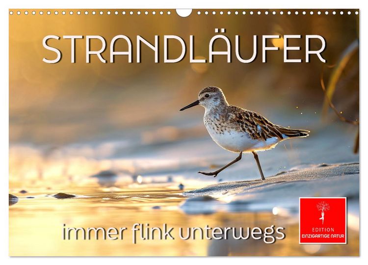 Produktbild: Strandl&auml;ufer - immer flink unterwegs (Wandkalender 2026 DIN A3 quer), CALVENDO Monatskalender