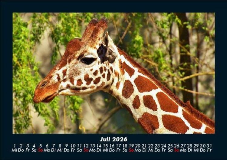 Produktbild: Giraffen 2026 Fotokalender DIN A5