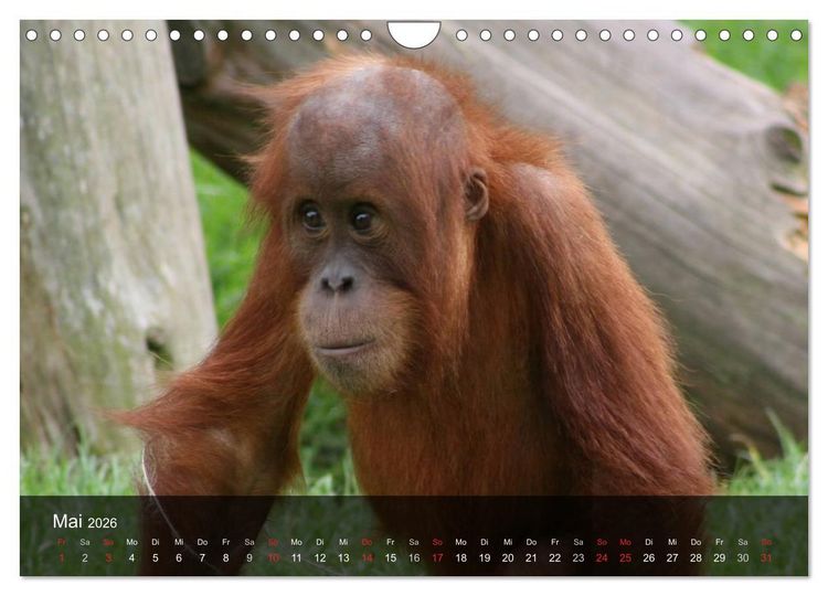 Produktbild: Menschenaffen. Gorillas, Schimpansen, Orang-Utans (Wandkalender 2026 DIN A4 quer), CALVENDO Monatskalender