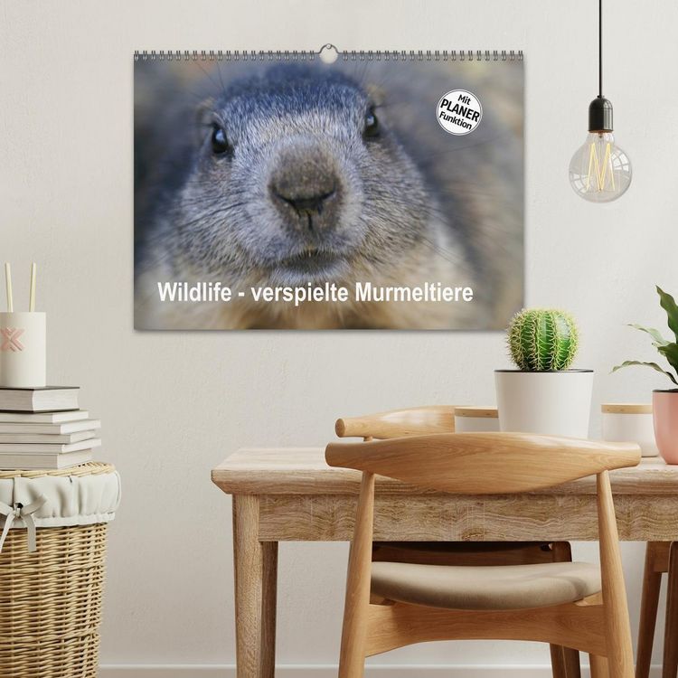 Produktbild: Wildlife - Verspielte Murmeltiere (Wandkalender 2026 DIN A3 quer), CALVENDO Monatskalender