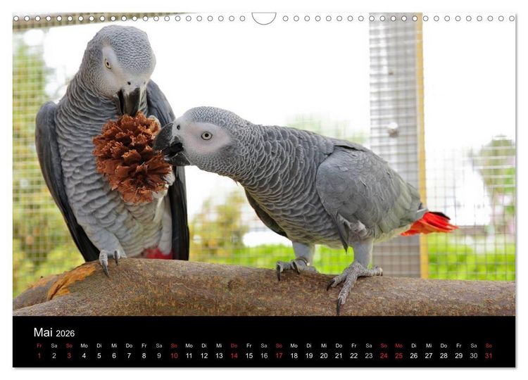 Produktbild: Graupapageien zum Verlieben (Wandkalender 2026 DIN A3 quer), CALVENDO Monatskalender