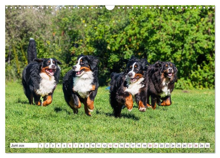 Produktbild: Berner Sennenhunde - Freunde f&uuml;r ein ganzes Leben (Wandkalender 2026 DIN A3 quer), CALVENDO Monatskalender