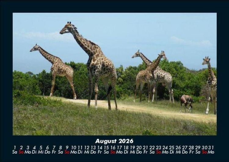 Produktbild: Giraffen 2026 Fotokalender DIN A5