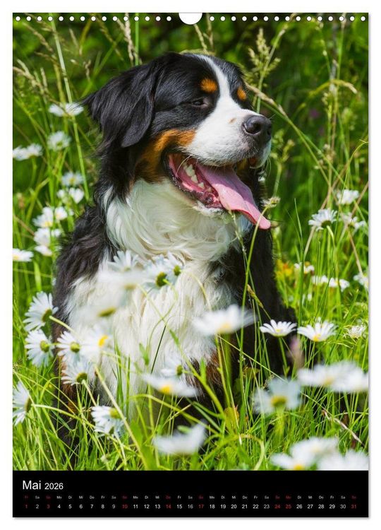 Produktbild: Berner Sennenhund 2026 (Wandkalender 2026 DIN A3 hoch), CALVENDO Monatskalender