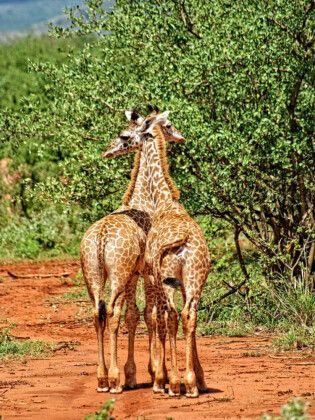 Produktbild: CALVENDO Puzzle Giraffen | 1000 Teile Lege-Gr&ouml;&szlig;e 64x48cm Foto-Puzzle f&uuml;r gl&uuml;ckliche Stunden