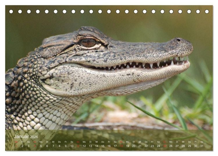 Produktbild: Alligatoren und Co. (Tischkalender 2026 DIN A5 quer), CALVENDO Monatskalender