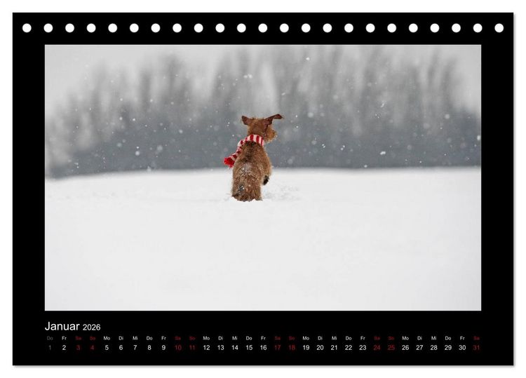 Produktbild: Elli Pirelli... aus dem Leben eines fr&ouml;hlichen Pinscher-Dackel-M&auml;dels (Tischkalender 2026 DIN A5 quer), CALVENDO Monatskalender