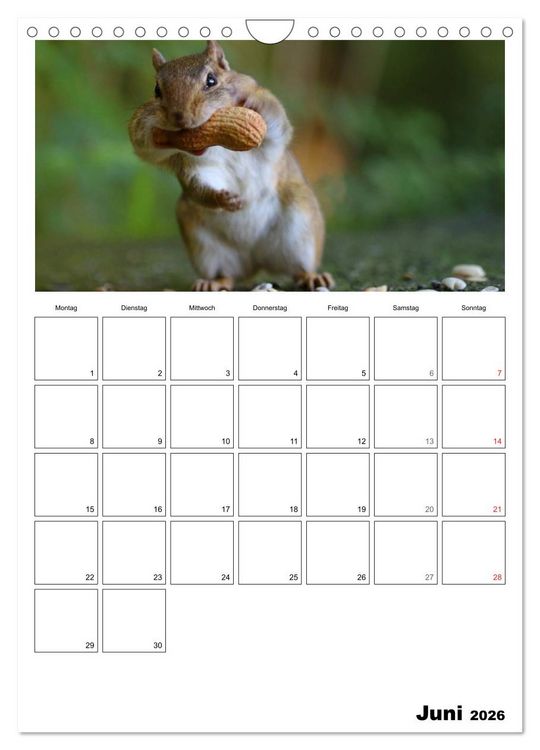 Produktbild: Streifenh&ouml;rnchen - neugierige Nager (Wandkalender 2026 DIN A4 hoch), CALVENDO Monatskalender
