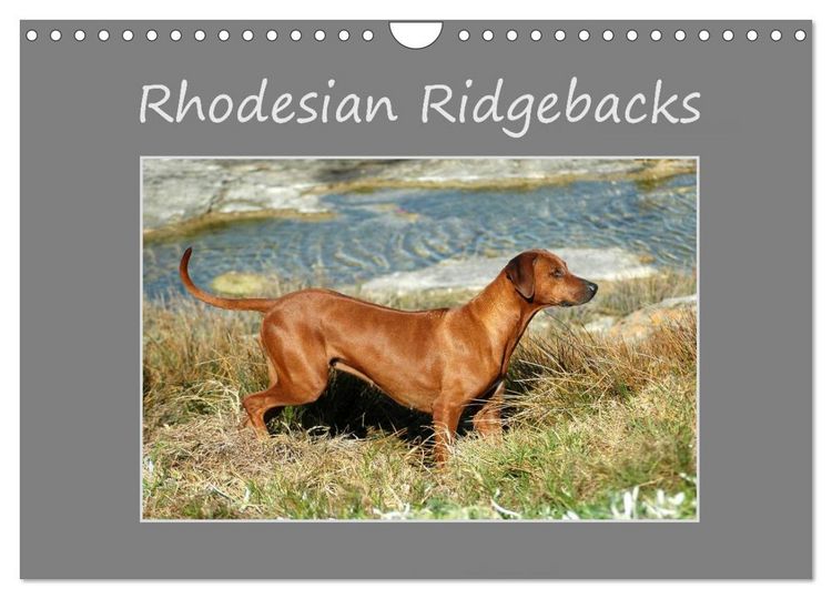 Produktbild: Rhodesian Ridgebacks (Wall Calendar 2026 DIN A4 landscape), CALVENDO 12 Month Wall Calendar