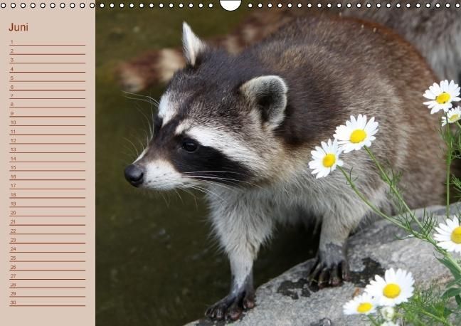 Produktbild: Waschb&auml;ren / Geburtstagskalender (Wandkalender immerw&auml;hrend DIN A3 quer)